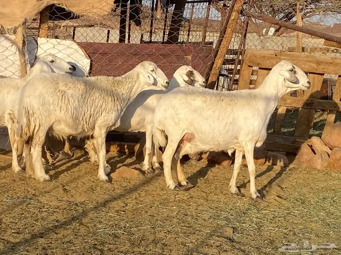 حريات حرش مراح 11