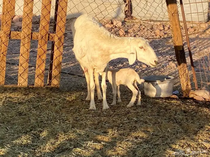 حريات حرش مراح 6