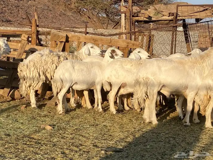 حريات حرش مراح 12