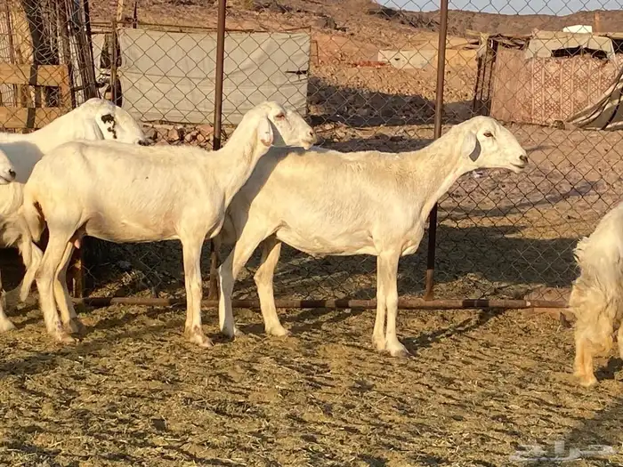 حريات حرش مراح 7