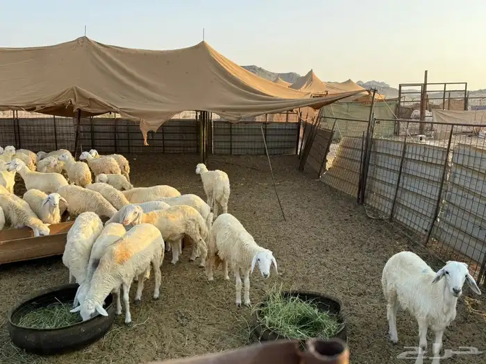 طليان ورخال حريات ذبايح 4اشهر 3