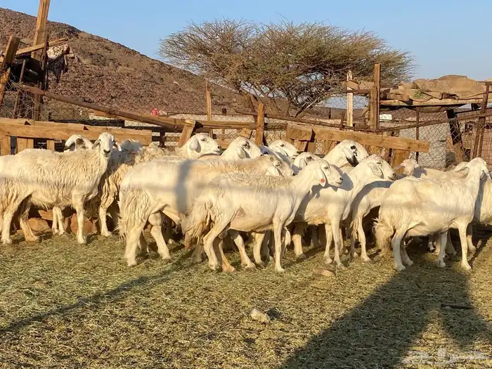 حريات حرش مراح 9