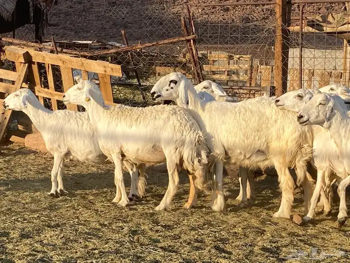 حريات حرش مراح 0