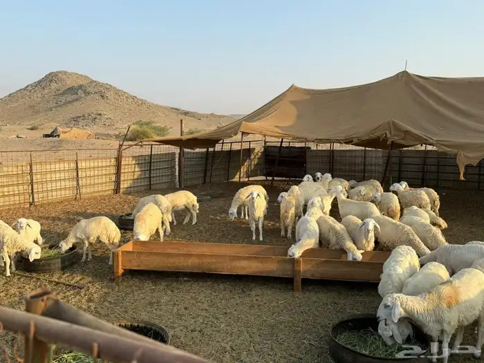 طليان ورخال حريات ذبايح 4اشهر 4