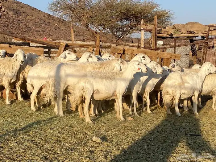 حريات حرش مراح 8