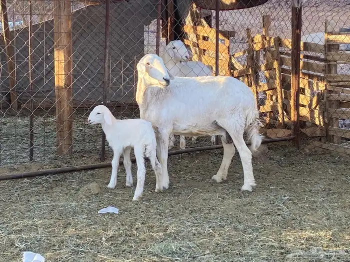 حريات حرش مراح 4