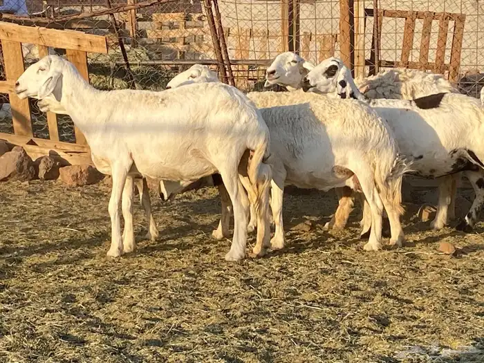 حريات حرش مراح 10