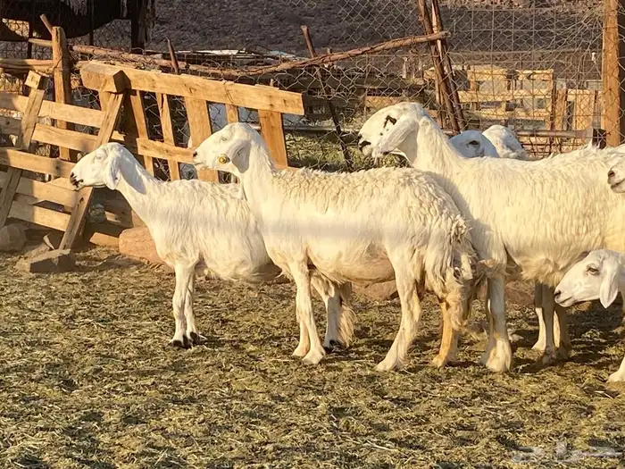 حريات حرش مراح 1