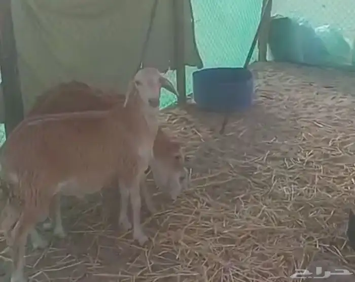 جميع انواع الذبائح متوفر حري سواكني تيوس محايلي يتوفر توصيل 2