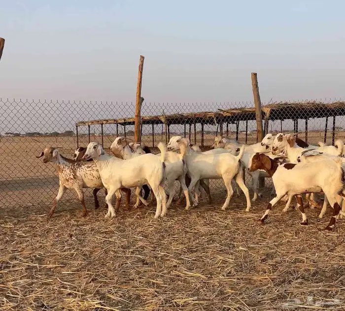 جفار صنف للبيع 3