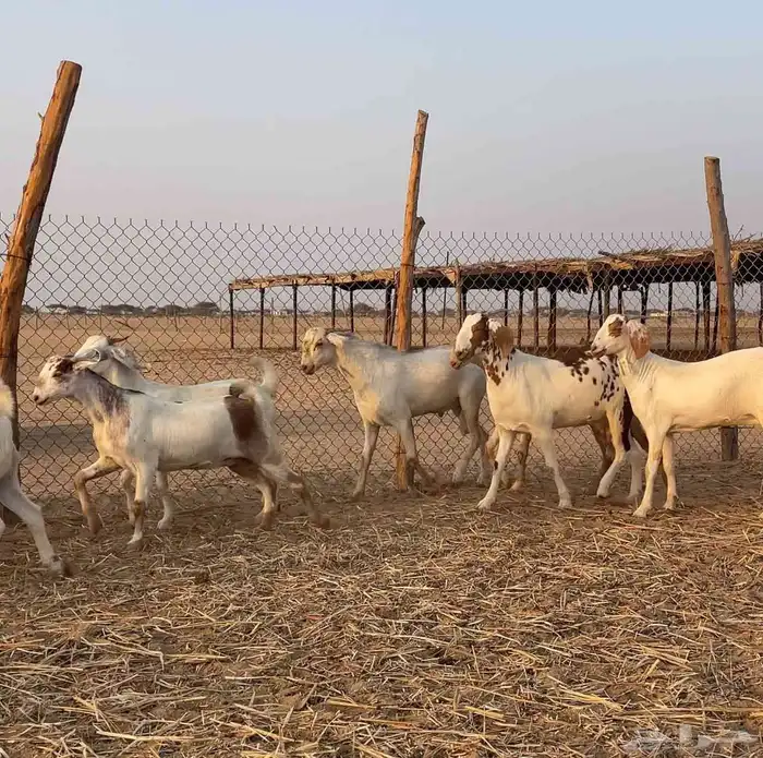 جفار صنف للبيع 0