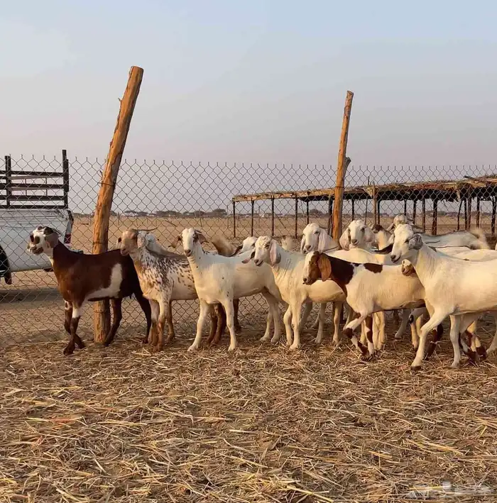 جفار صنف للبيع 2