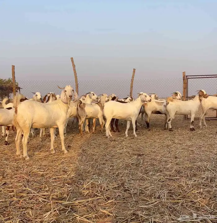 جفار صنف للبيع 1