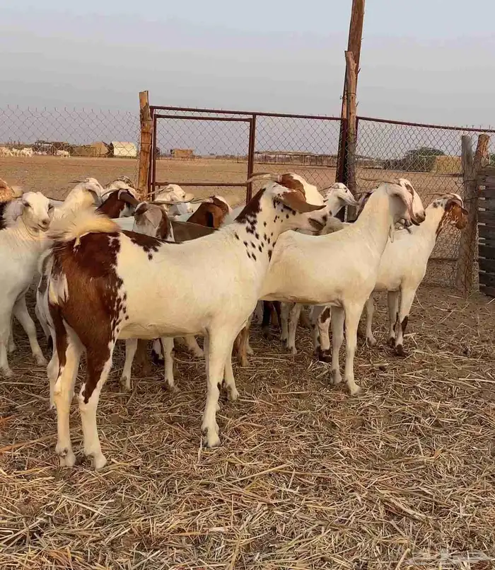 جفار صنف للبيع 4