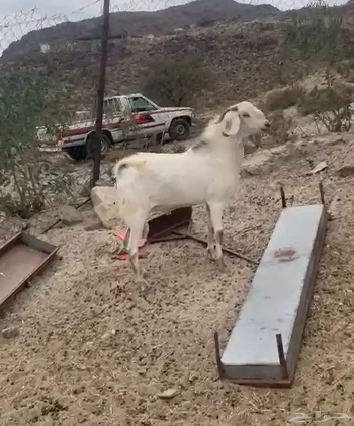 تيس فحل مشروط رباع 0