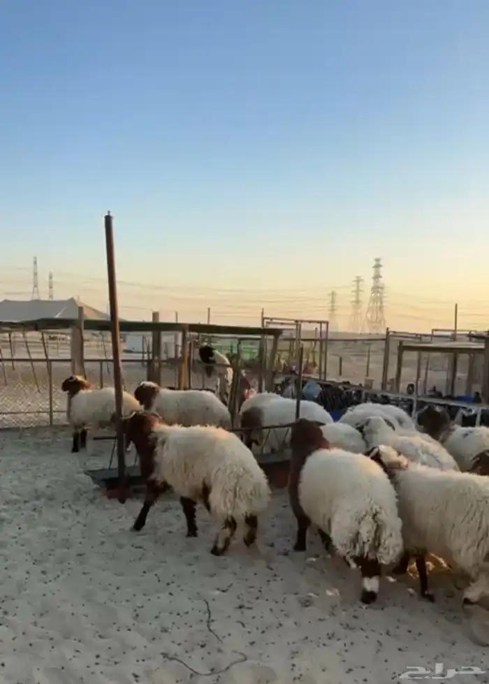 جذعان نعيم بلدي فل الفل 2
