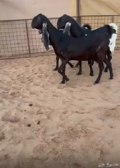 مشاريك قبرصي جروووم دفيع 0