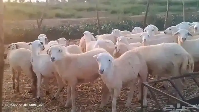 رخال مهجن حري من 650 1