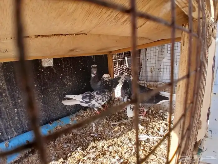 حمام قطيفي قلاب للبيع 3