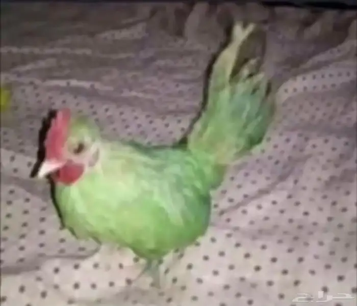 بغبغاء درة تم البيع 0