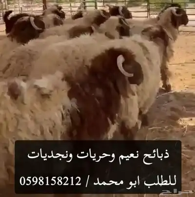 ذبائح نعيم وحريات ونجدي جميع الاحجام موقعنا الدمام index