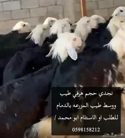 ذبائح نعيم وحريات ونجدي جميع الاحجام موقعنا الدمام index