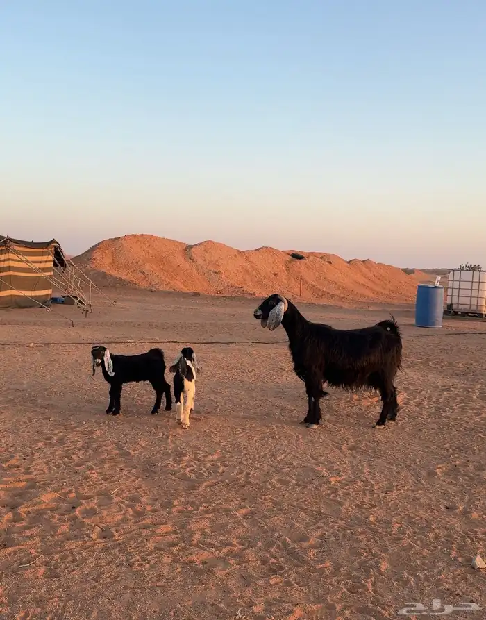 عنز متاومة 0