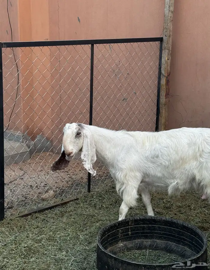 عنز صنف للبيع 0