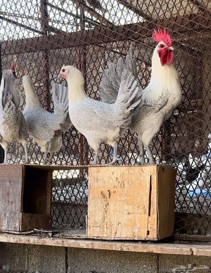 دجاج فيومي 1