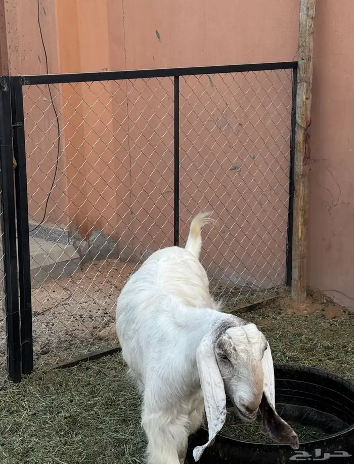 عنز صنف للبيع 1