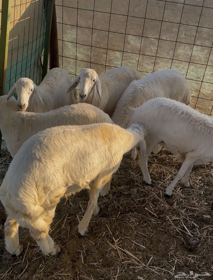 طليان حرية 5 اشهر 1