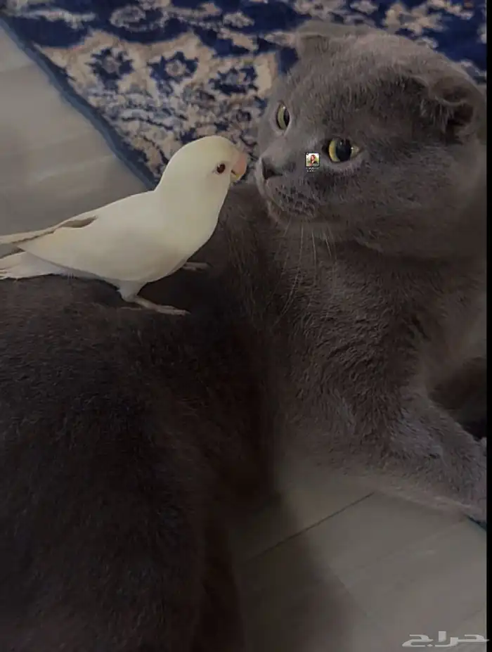 قط ذكر سكوتش فولد بريطاني 2