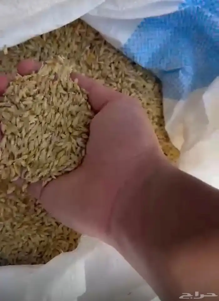 شعير سداسي بذور 1