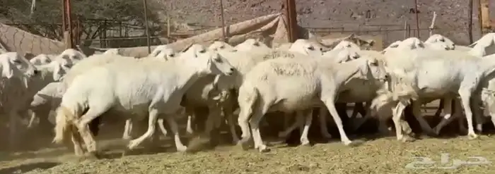 المراس المراح الفاخر والدفيع 5