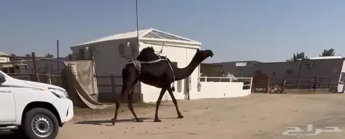 للبيع العشرا منوه القناي .. 0