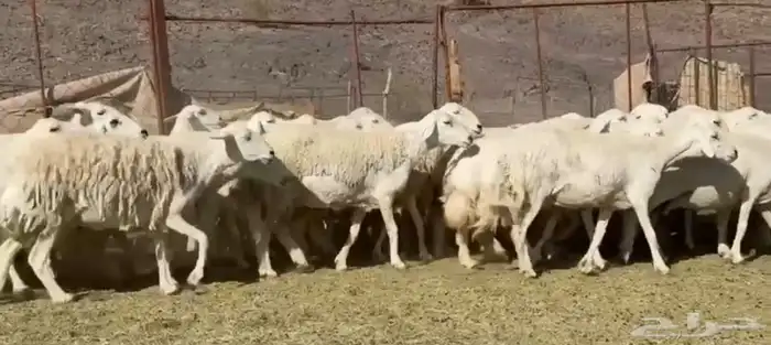 المراس المراح الفاخر والدفيع 0