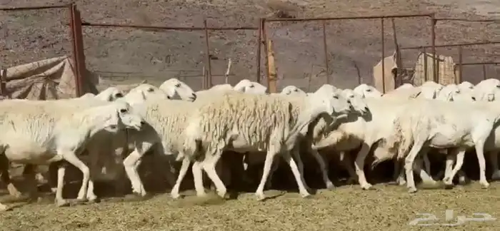 المراس المراح الفاخر والدفيع 4