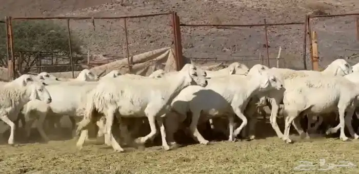 المراس المراح الفاخر والدفيع 2