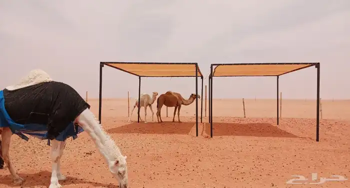 تجهيز مخيمات 8