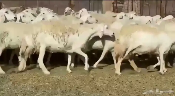 المراس المراح الفاخر والدفيع 7