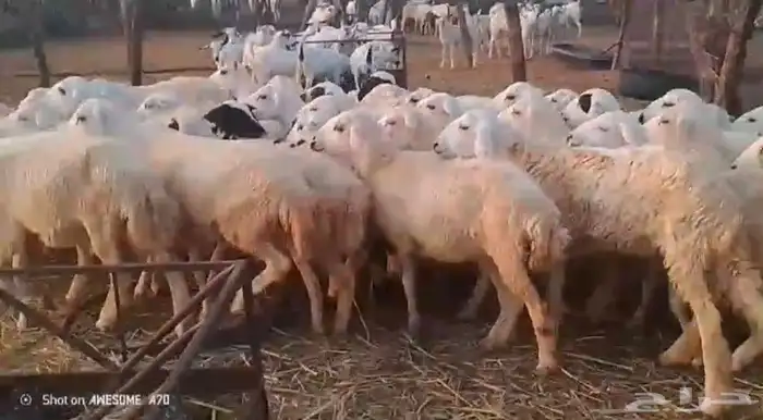 رخال مهجن حري من 650 2