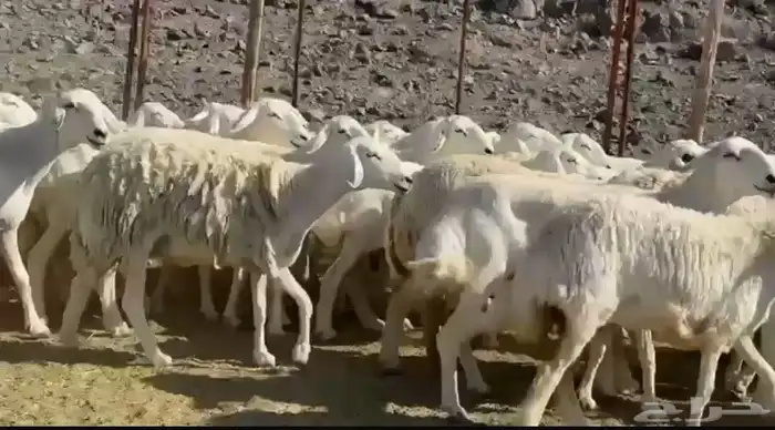 المراس المراح الفاخر والدفيع 6