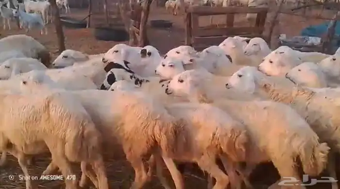 رخال مهجن حري من 650 0