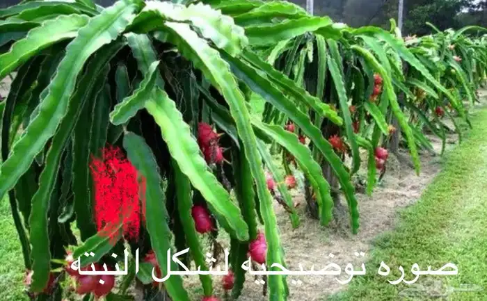 شتلات دراغون فروت فاكهة التنين 0