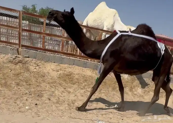 للبيع عشرا سليمه من العذاريب منوه القناي 0