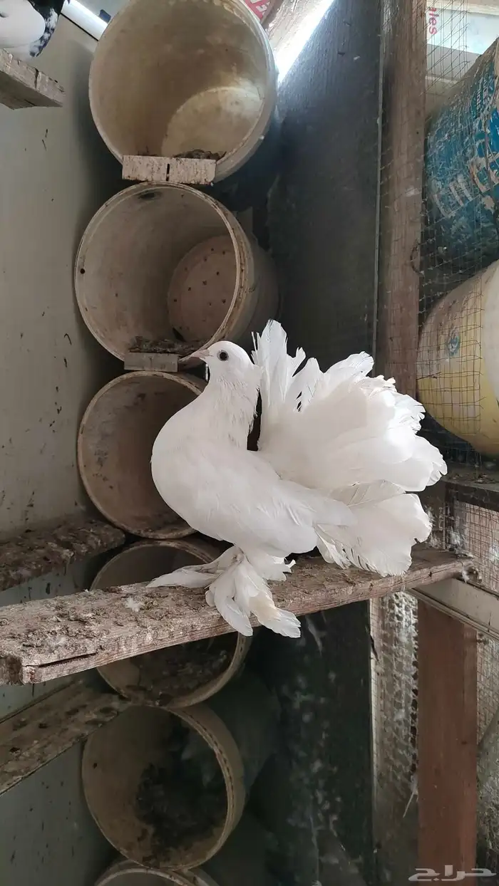 حمام أنثى هندي 0