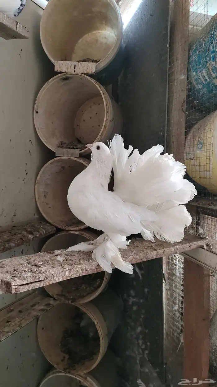 حمام أنثى هندي 1