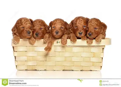 جراوي توي بودل للبيع مستويات فاخره اهالي مستوردين index