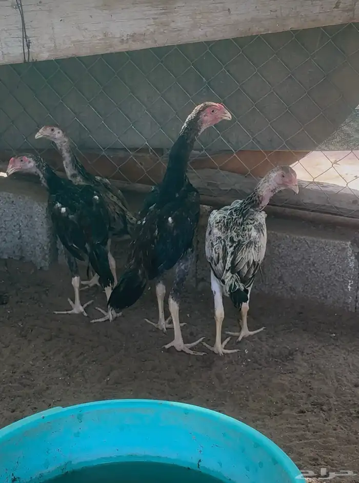 فروخ شامو ياباني فواخر 3