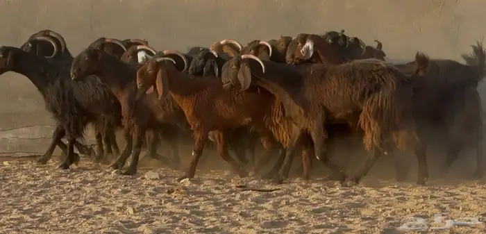 تبارك الله   عرض نادر قبرصيات ومصريات دهم دفيع العدد 28 5